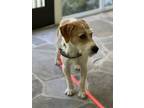 Adopt Harry Terrier a English Coonhound, Airedale Terrier