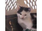Adopt Kitten Halls 2 a Domestic Short Hair