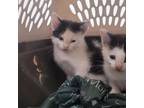 Adopt Kitten Halls 1 a Domestic Short Hair