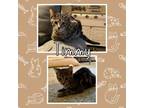 Adopt Timmy a Domestic Short Hair, Siamese