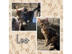 Adopt Leo a Domestic Short Hair, Siamese
