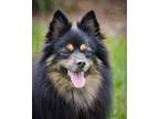 Adopt MYLO a Pomeranian