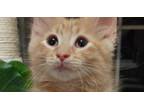 Adopt Lasagna a Domestic Short Hair