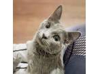 Adopt French Fry a Domestic Short Hair, Russian Blue