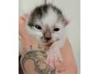 Adopt Mr. Pibb a Domestic Short Hair