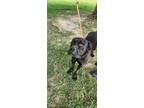 Adopt Orion a Bullmastiff, Pit Bull Terrier