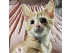 Adopt Kai a Domestic Short Hair