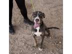 Adopt Peter* a Pit Bull Terrier, Mixed Breed