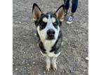 Adopt Blue a Siberian Husky, Mixed Breed