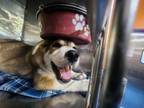 Adopt 56586152 a Husky, Mixed Breed