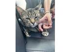 Adopt Misu a Domestic Medium Hair