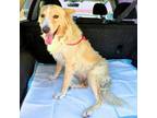 Adopt Lionel a Border Collie, Mixed Breed