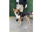 Adopt 56585426 a Shepherd, Mixed Breed