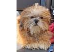 Adopt 56586987 a Shih Tzu, Mixed Breed