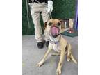 Adopt 56586853 a Boxer, Mixed Breed