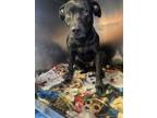 Adopt 56586911 a Labrador Retriever, Mixed Breed