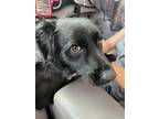 Adopt jett a Labrador Retriever, Mixed Breed