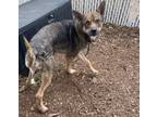 Adopt Wile E. a German Shepherd Dog