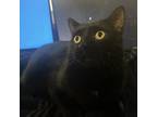 Adopt Big Papa a Domestic Short Hair