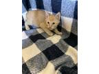 Adopt Cornflake a Domestic Short Hair
