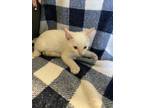 Adopt Douglas a Domestic Short Hair