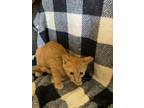 Adopt Croissant a Domestic Short Hair