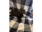 Adopt Ayo a Domestic Short Hair