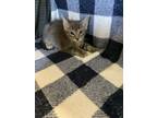 Adopt Pony Boy a Domestic Short Hair
