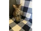 Adopt Mr. Frodo a Domestic Short Hair