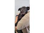 Adopt Donald a Mixed Breed, Rat Terrier