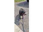 Adopt Chad a Schnauzer, Rat Terrier