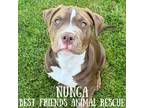 Adopt Nunga a Pit Bull Terrier