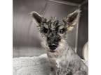 Adopt Hoochu a Schnauzer