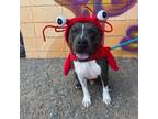 Adopt Stitch a American Staffordshire Terrier