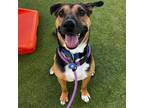 Adopt Ripper a German Shepherd Dog, Rottweiler