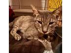 Adopt Benny The Biscuit Baker a Domestic Short Hair