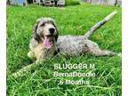 Adopt Slugger a Bernese Mountain Dog, Poodle