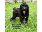 Adopt Diamond a Bernese Mountain Dog, Poodle