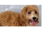 Adopt Sea Bassett #7901 a Cockapoo