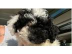 Adopt Yogi - 5517 a Havanese