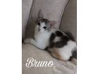 Adopt Bruno a Domestic Short Hair, Tabby