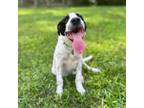 Adopt Murphy (24-111 D) a Newfoundland Dog, Mixed Breed
