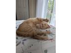 Adopt Wallie a Domestic Short Hair
