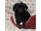 Adopt Flint a Poodle