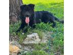 Adopt Sully a Border Collie, Chow Chow