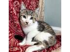 Adopt Tomato a Domestic Short Hair