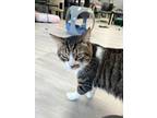 Adopt Lincoln a Domestic Short Hair