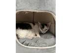 Adopt Thor a Devon Rex