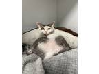 Adopt Loki a Devon Rex
