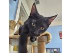 Adopt Black Jack a Domestic Short Hair